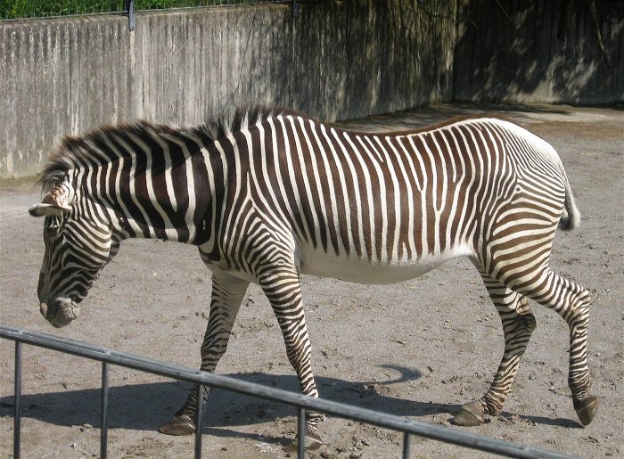 28_Zebra