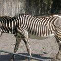 28_Zebra